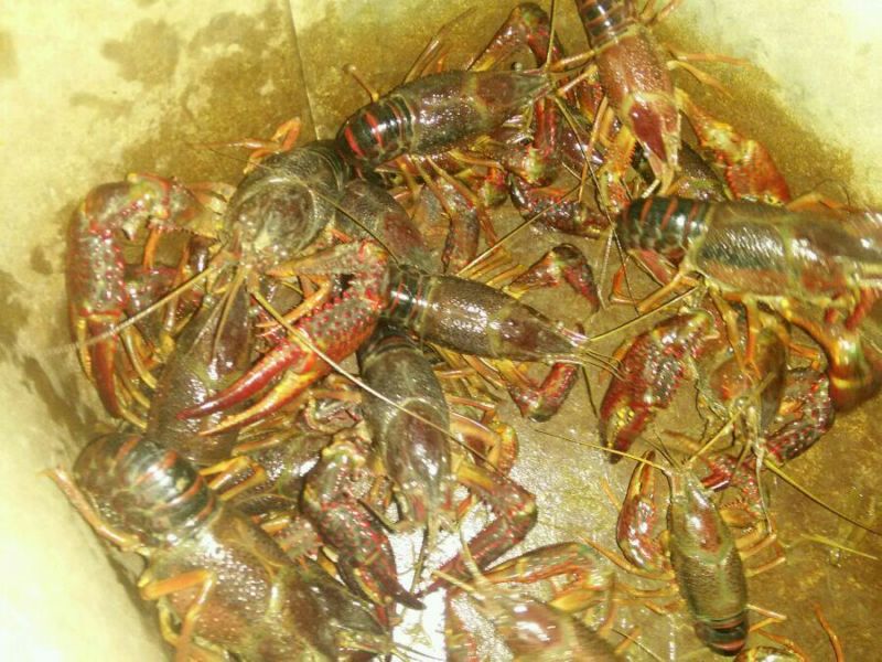 青虾食用8~12只/kg