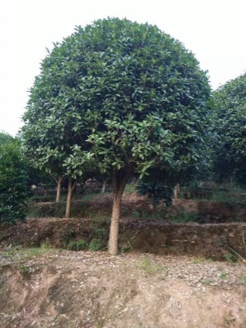 八月桂