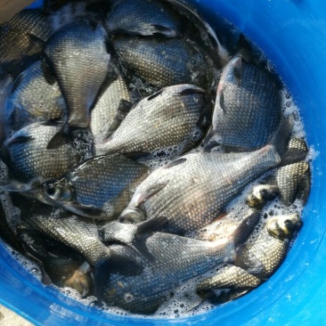 鳊鱼食用活鱼40cm以上