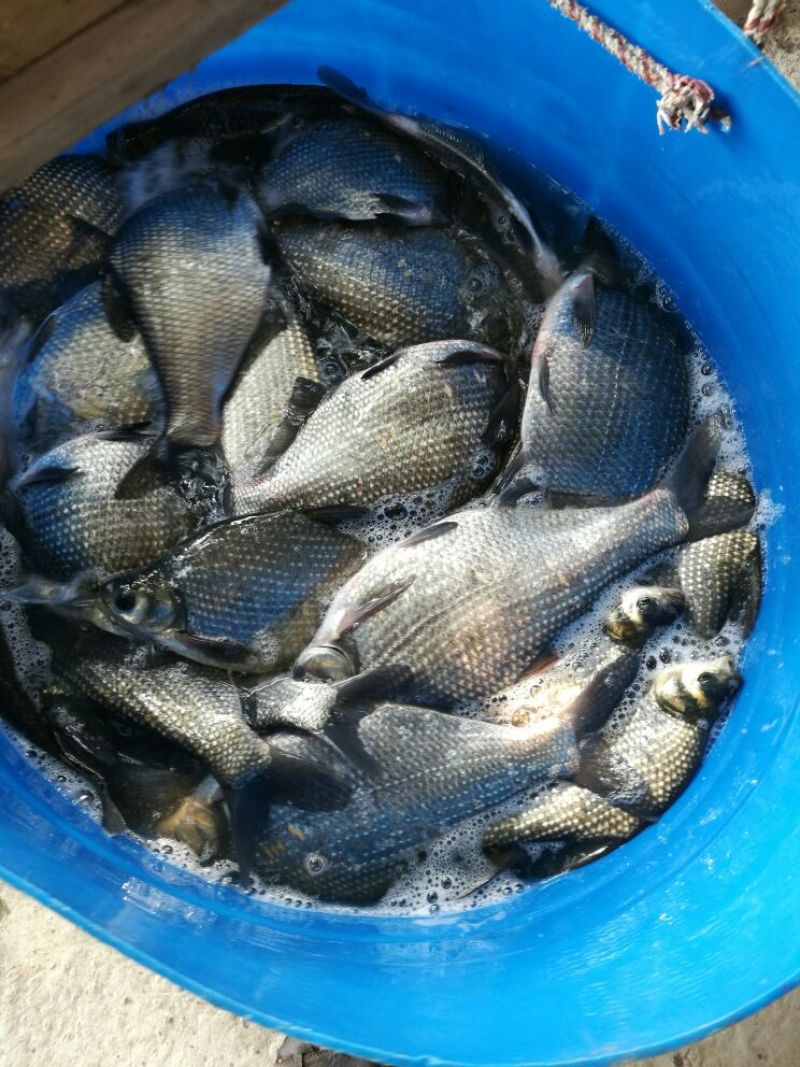 鳊鱼食用活鱼40cm以上