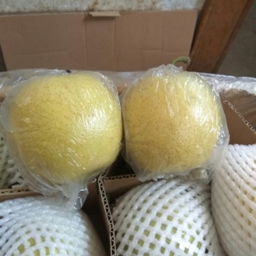 皇冠梨250~300g膜袋