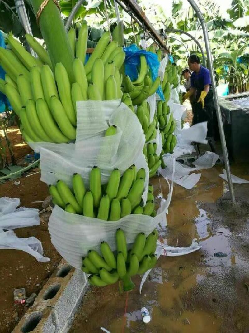 香蕉七成熟