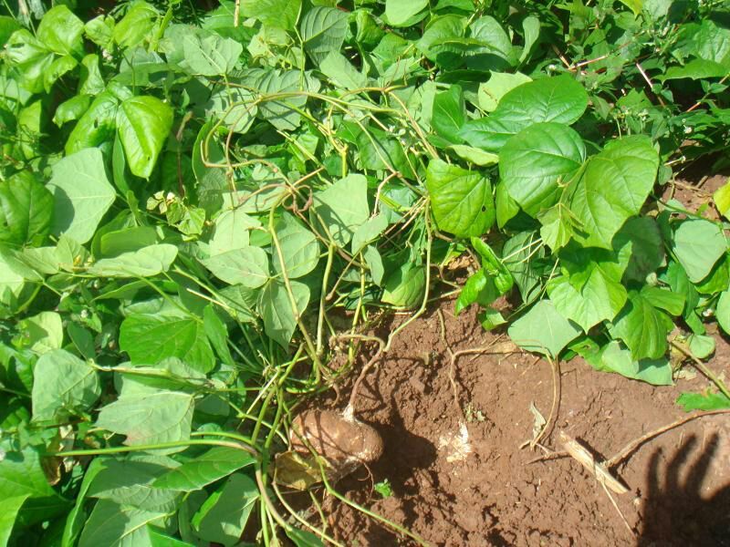 土瓜云南文山州文山市_批发_供应-一亩田农业