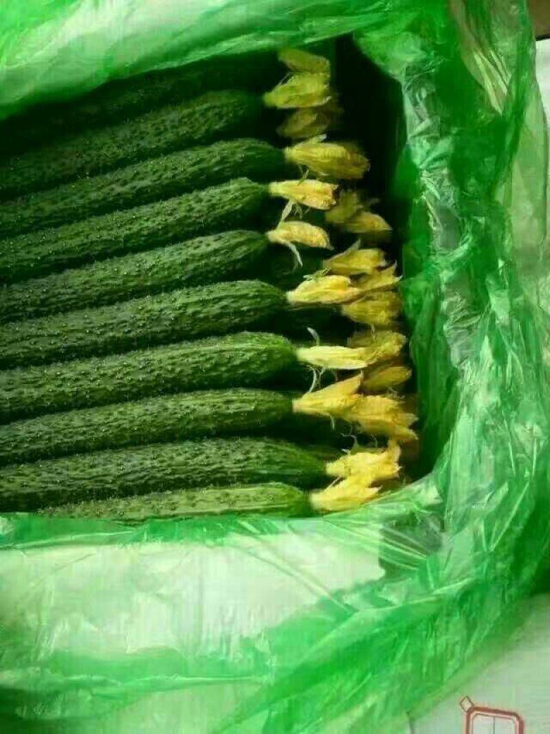 刺黄瓜22~25公分鲜花带刺，诚信瓜果蔬菜供应链供应