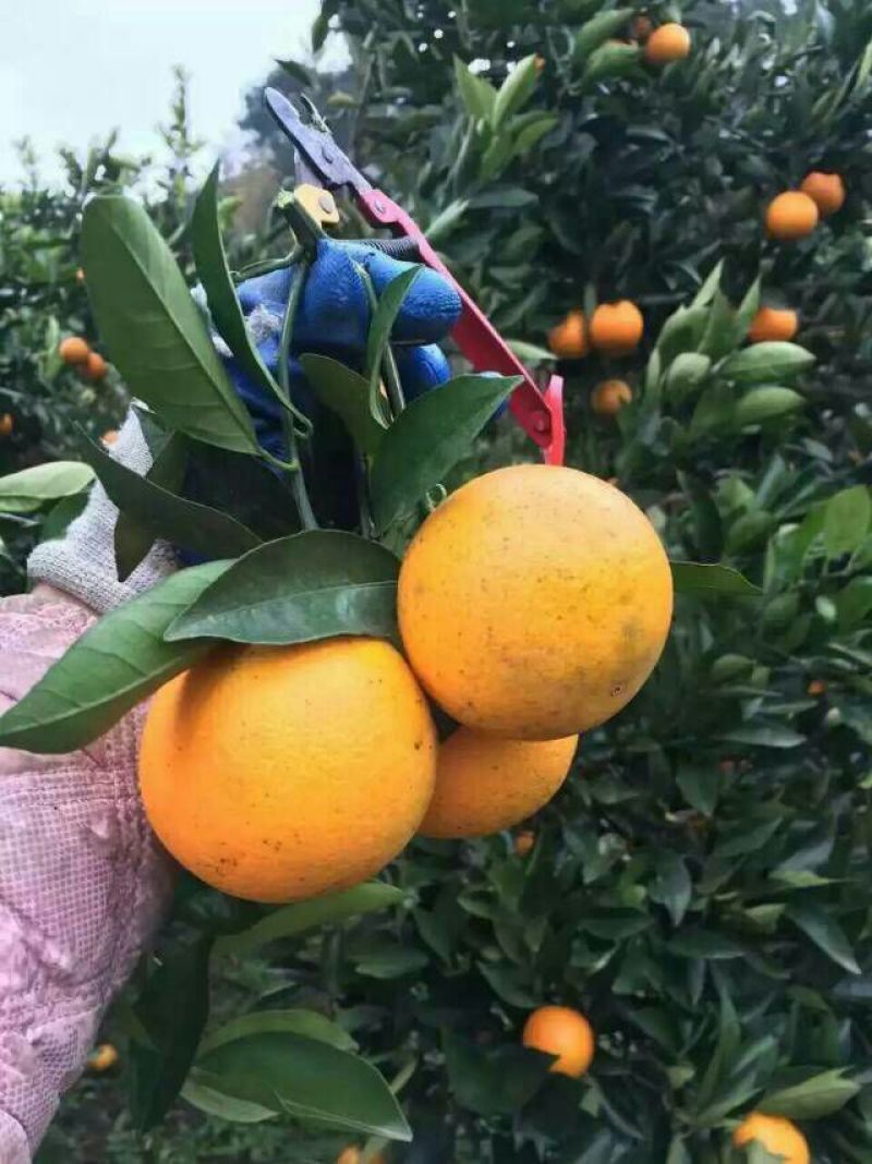 冰糖橙