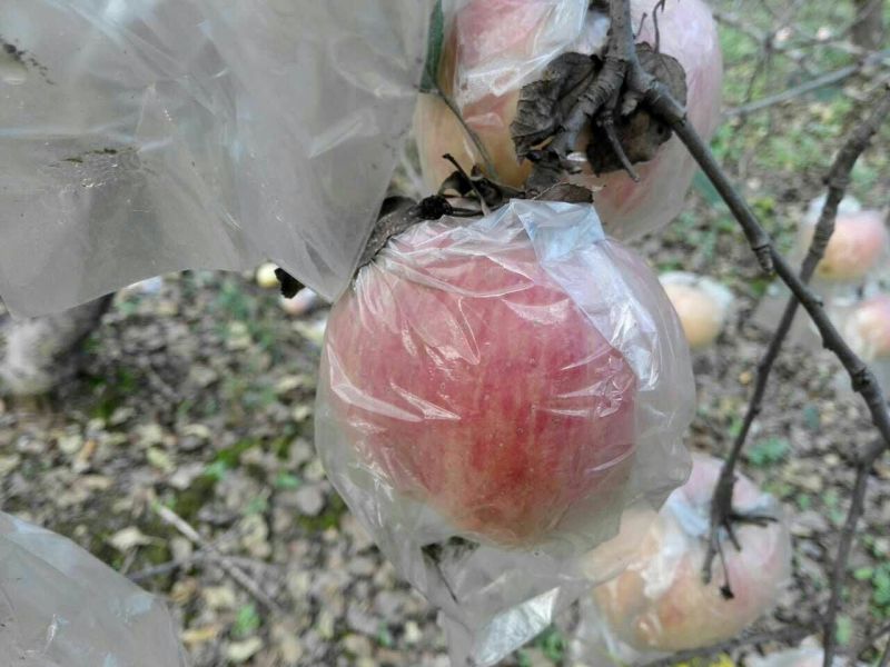 红富士苹果80mm以上膜袋