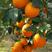 二月红脐橙橙子柑橘产地直销保质保量欢迎订购