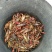 罗氏沼虾食用6~8钱活虾