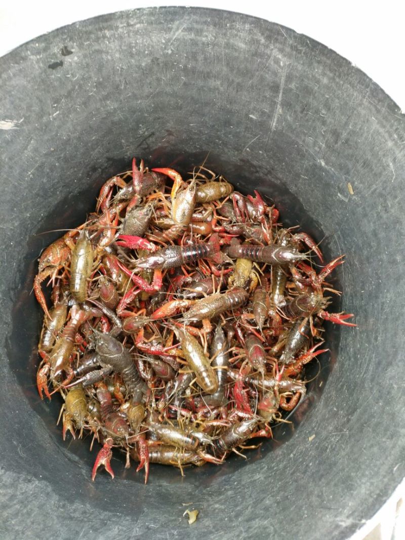 罗氏沼虾食用6~8钱活虾