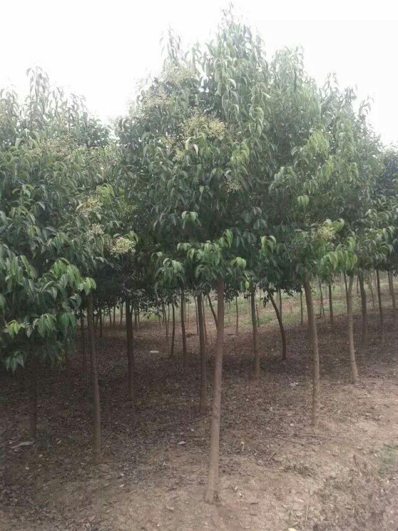 大叶女贞4cm以下