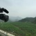 辣木茶一级
