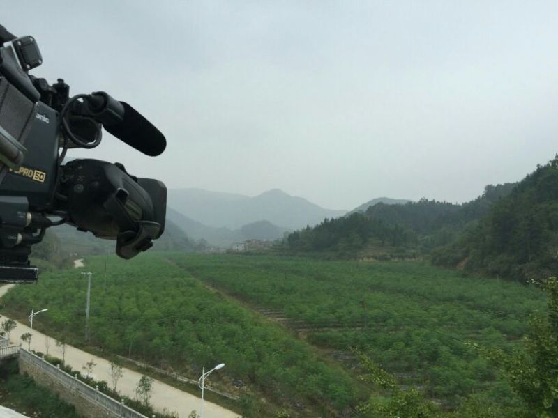辣木茶一级