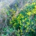 野菊花统货