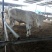 育肥牛犊100~200kg,支持视频看货,专业养殖