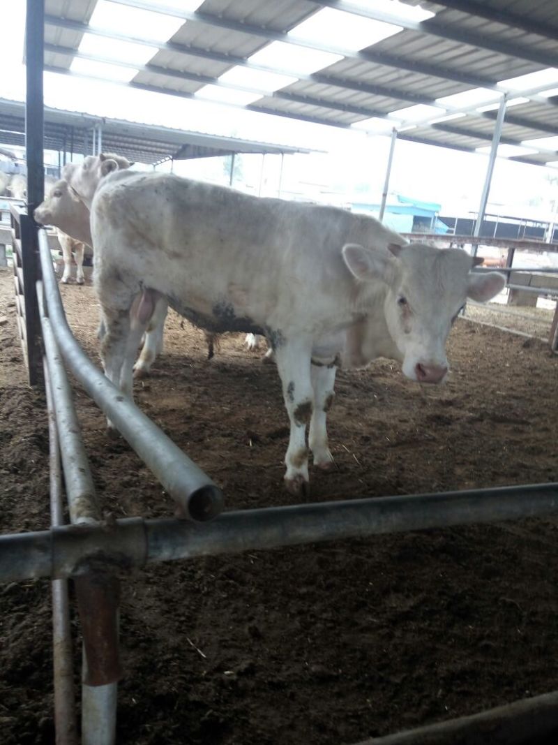 育肥牛犊100~200kg，支持视频看货，专业养殖