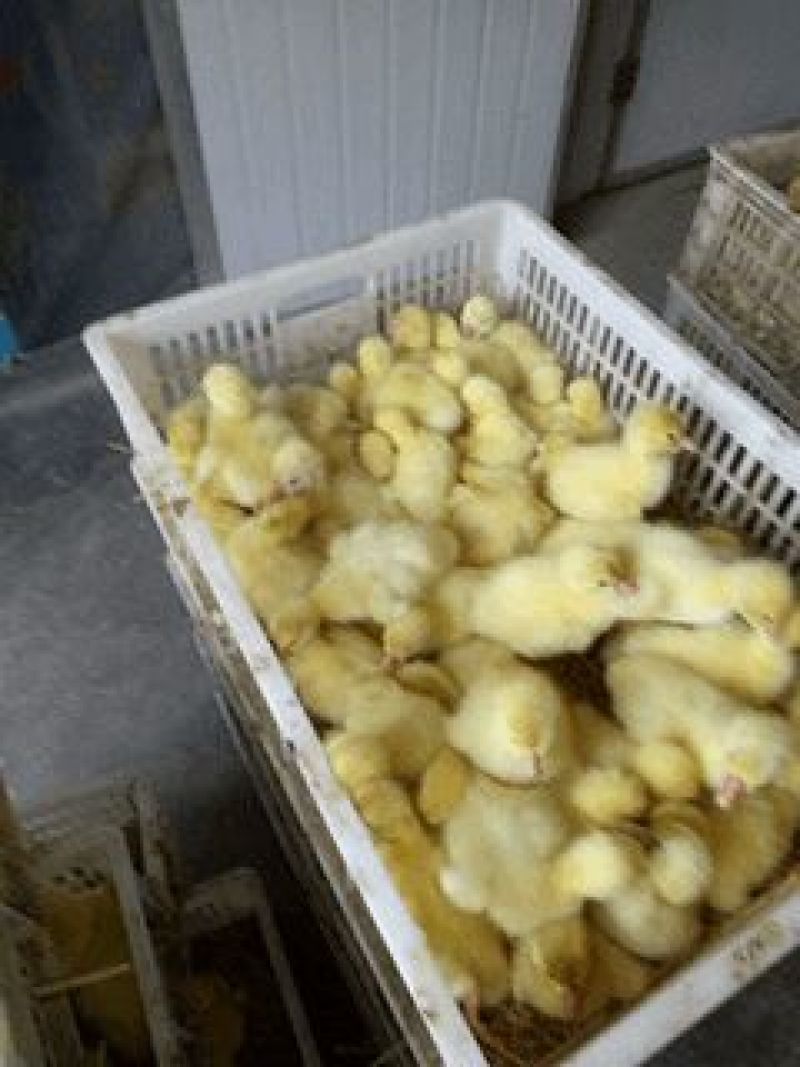 鹅苗250g以下