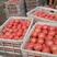 硬西红柿番茄大量新鲜上市产地直供电商货商超货市场货