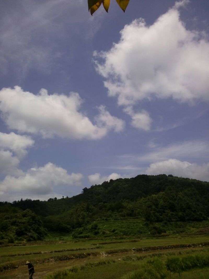 茶油