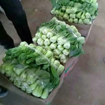 小油菜