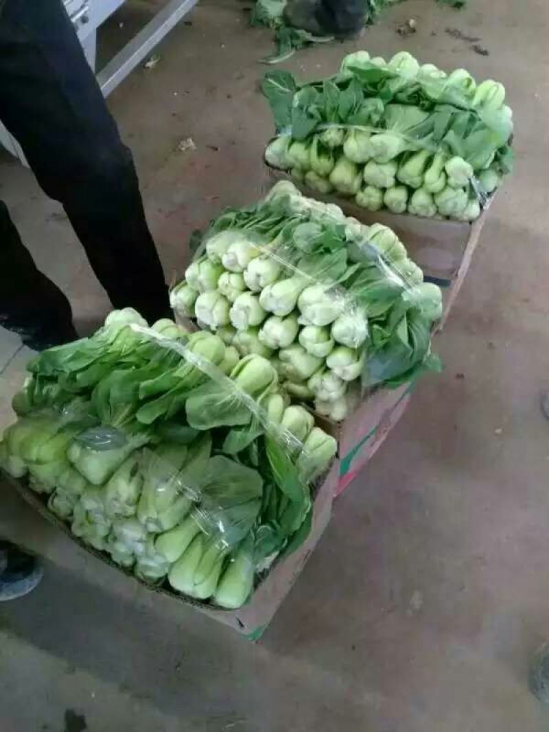 小油菜