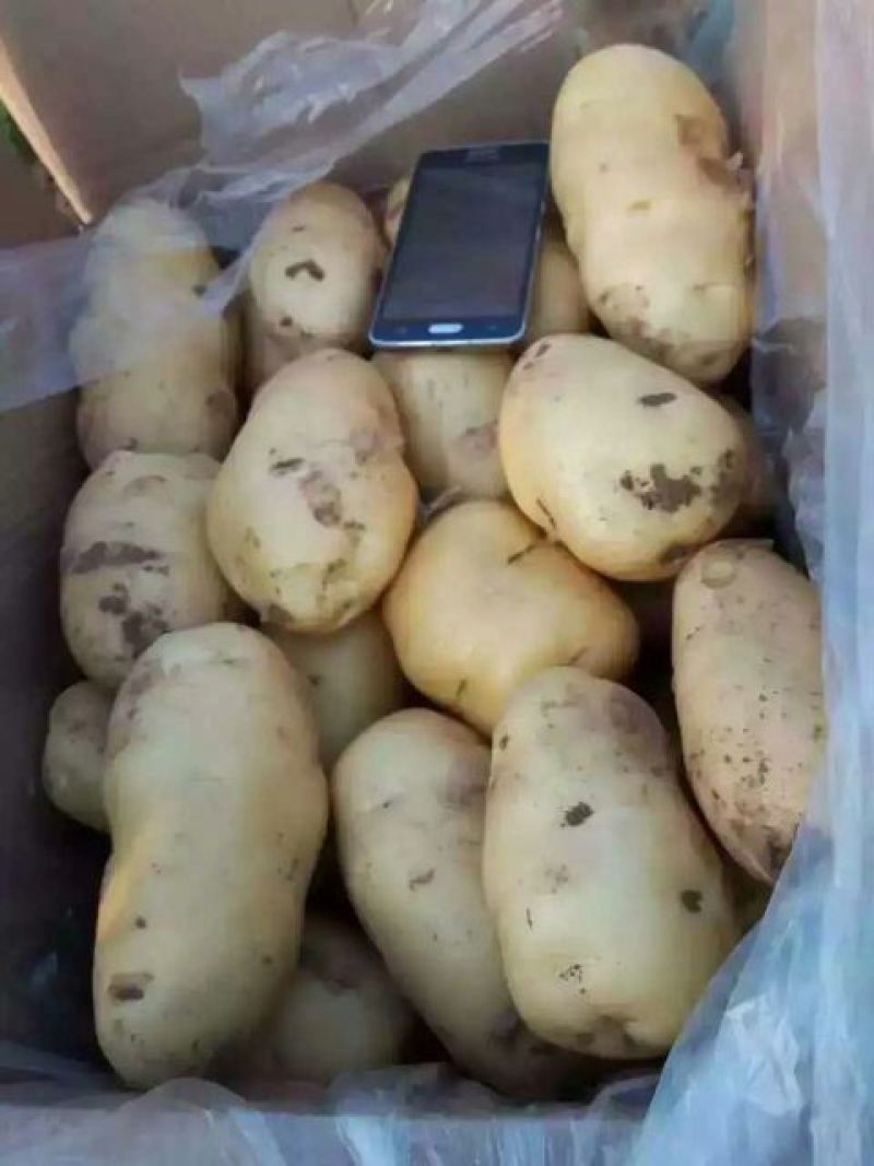 荷兰十五土豆基地批发量大质优3两以上货源充足