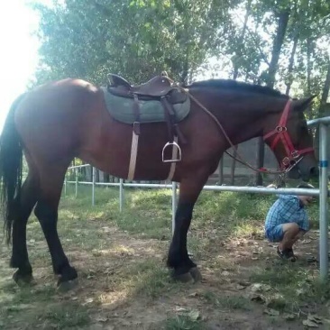 矮马300~400kg