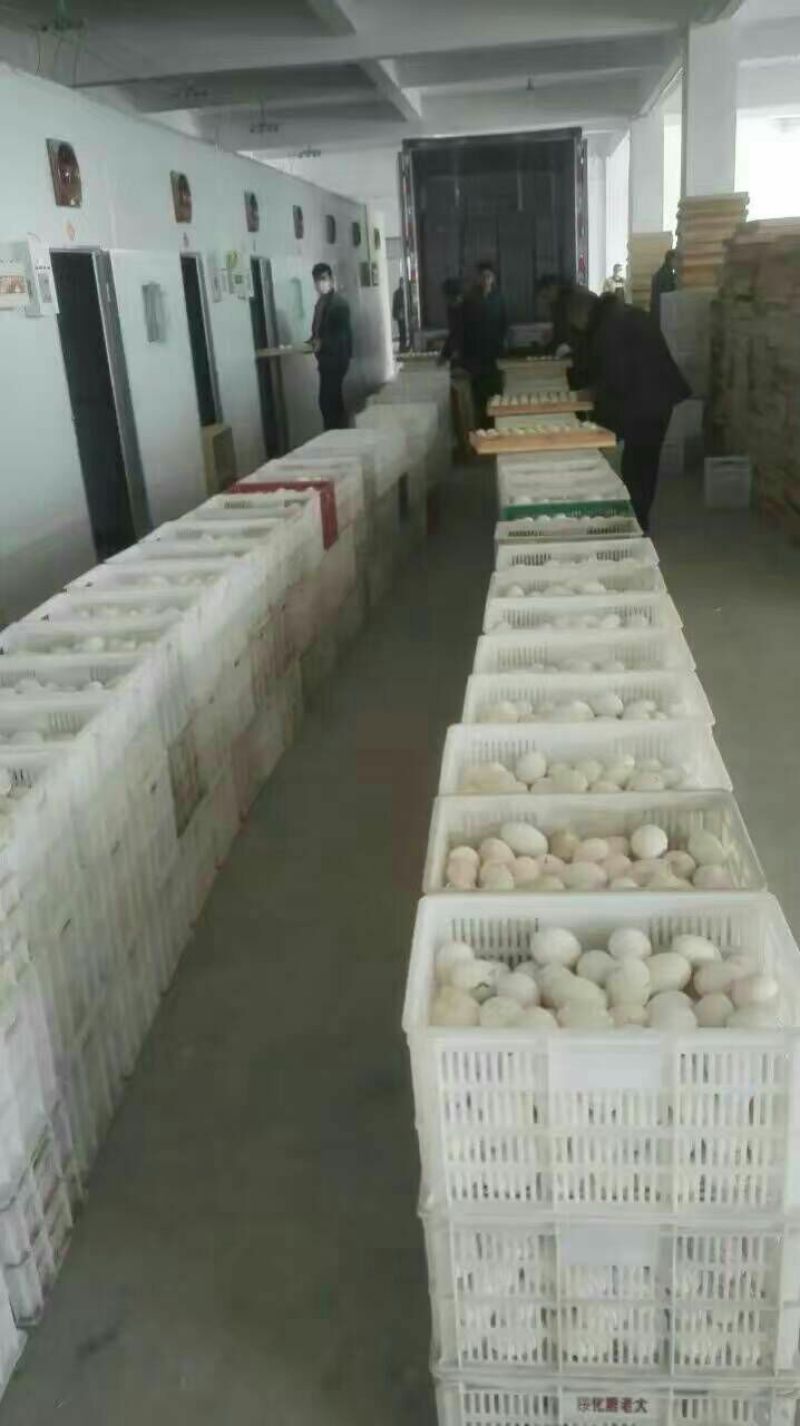 皖西白鹅鹅苗250g以上