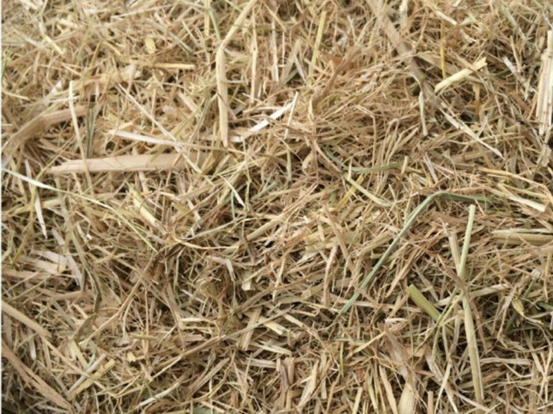 稻草60公分以下