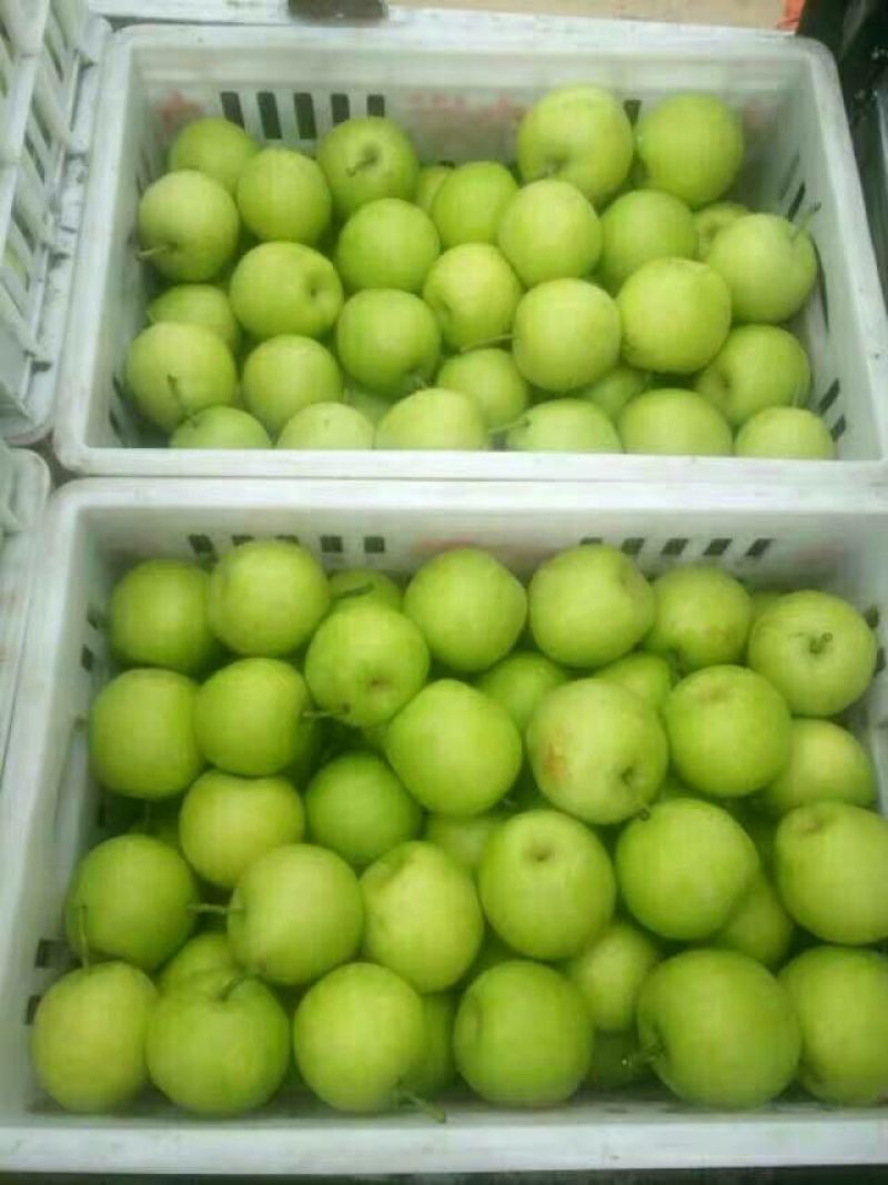 皇冠梨100~150g光果