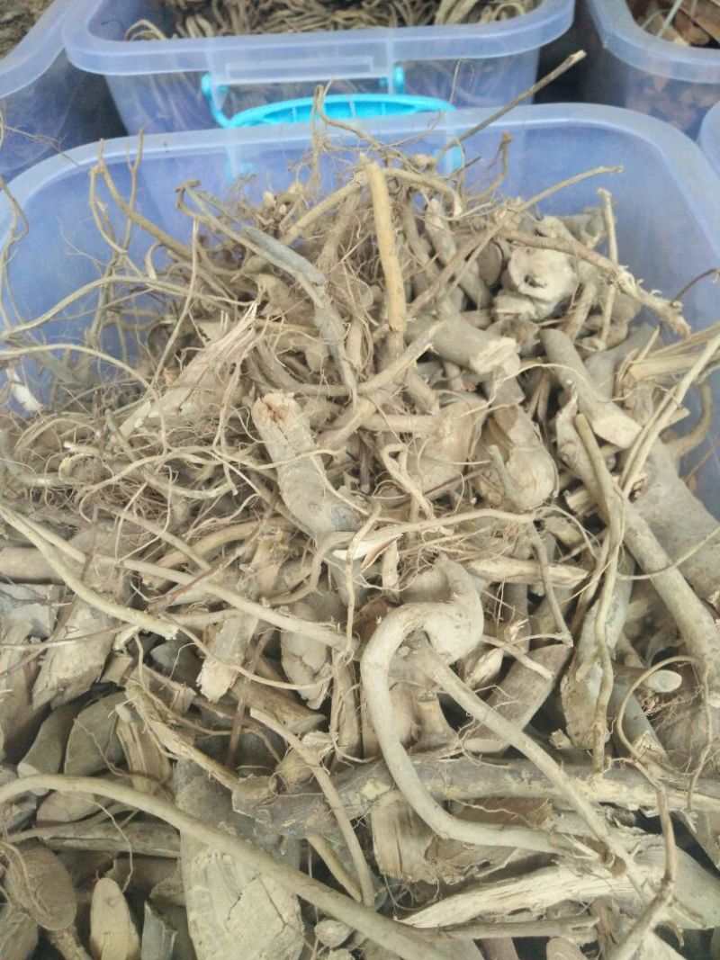 牛奶根
