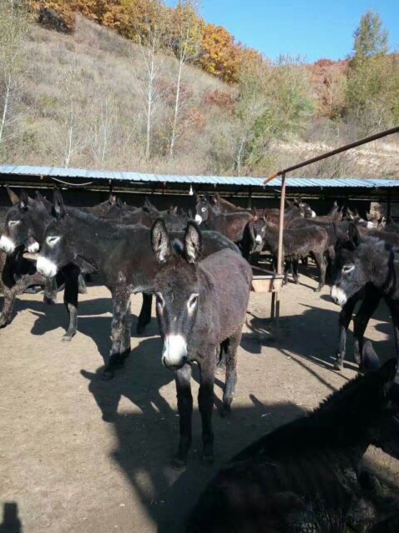 黑驴400~500斤