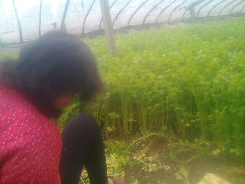 一手货源山东皇后香芹自产自销货源充足