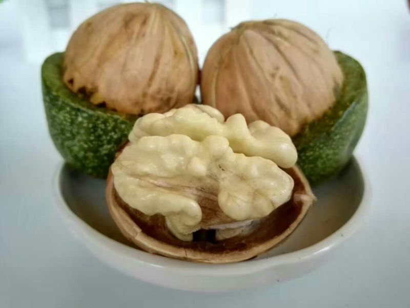 青皮核桃30mm以上青皮