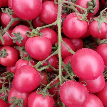 圣女果广西百色市田阳县_批发_供应-一亩田农