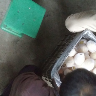 皇冠梨250~300g纸袋