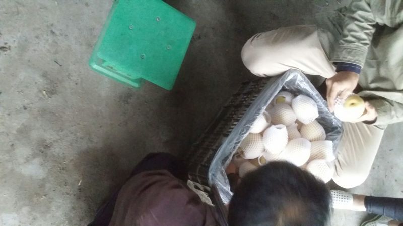 皇冠梨250~300g纸袋