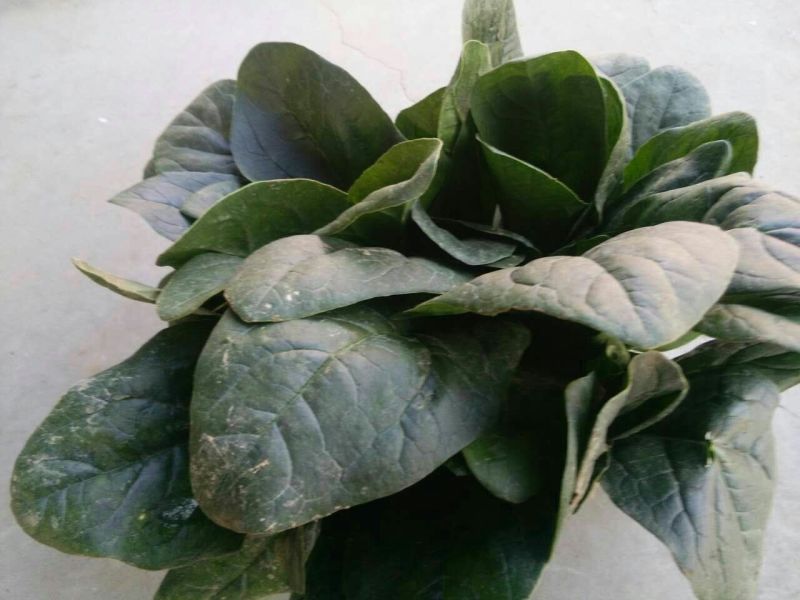 菠菜25~30厘米