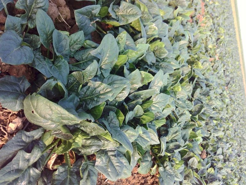 黑叶菠菜15~20厘米