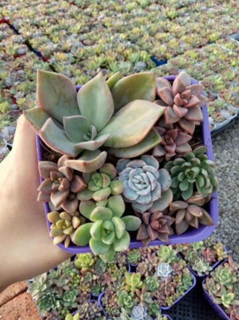 多肉植物含盆