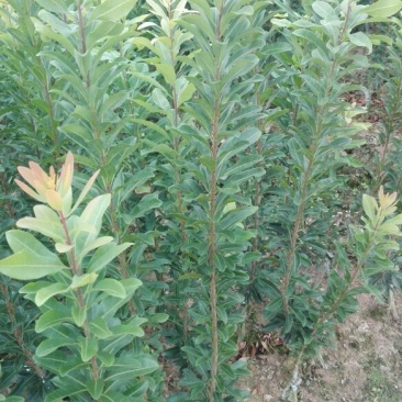 杨梅树30~50cm