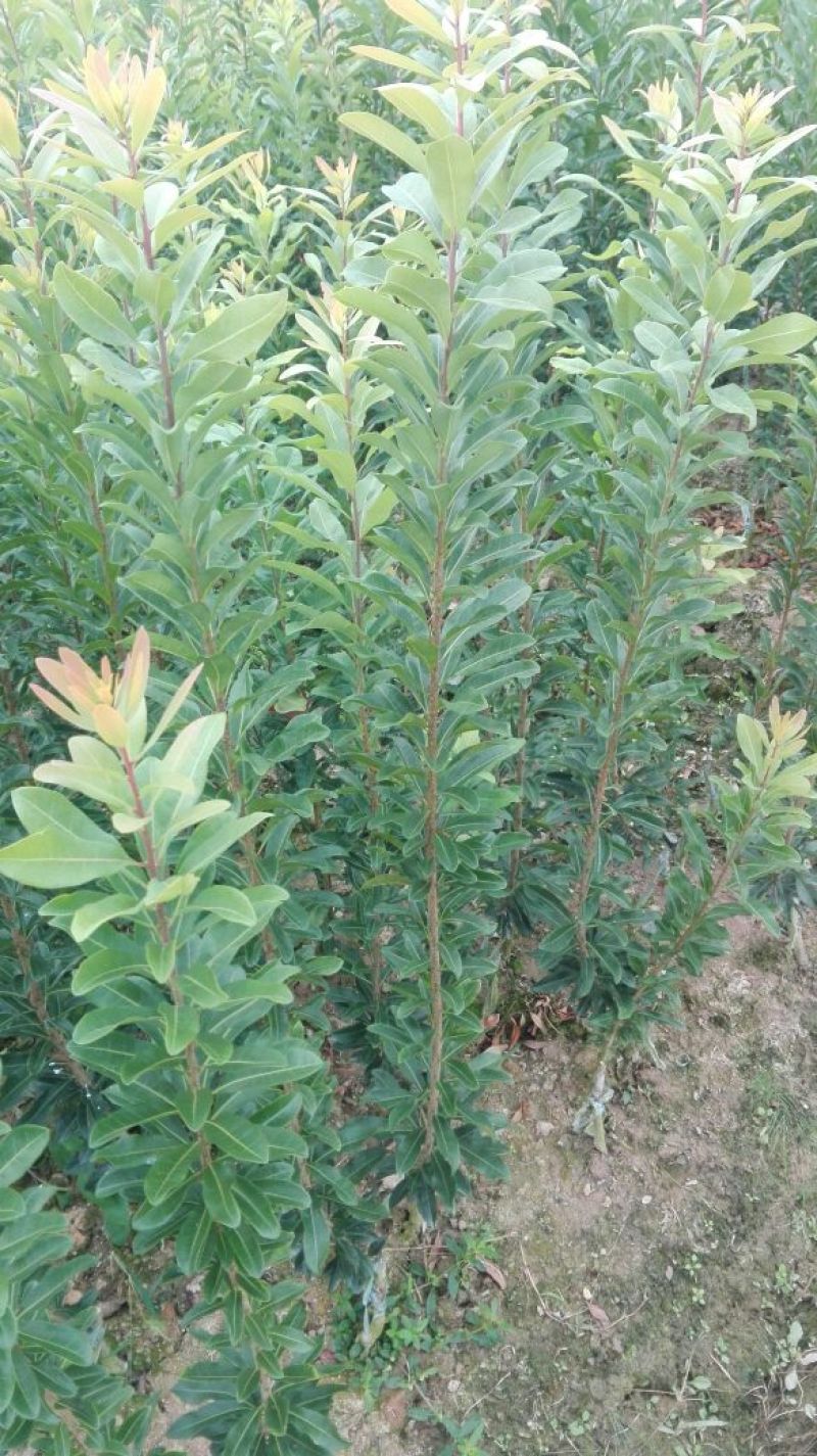 杨梅树30~50cm