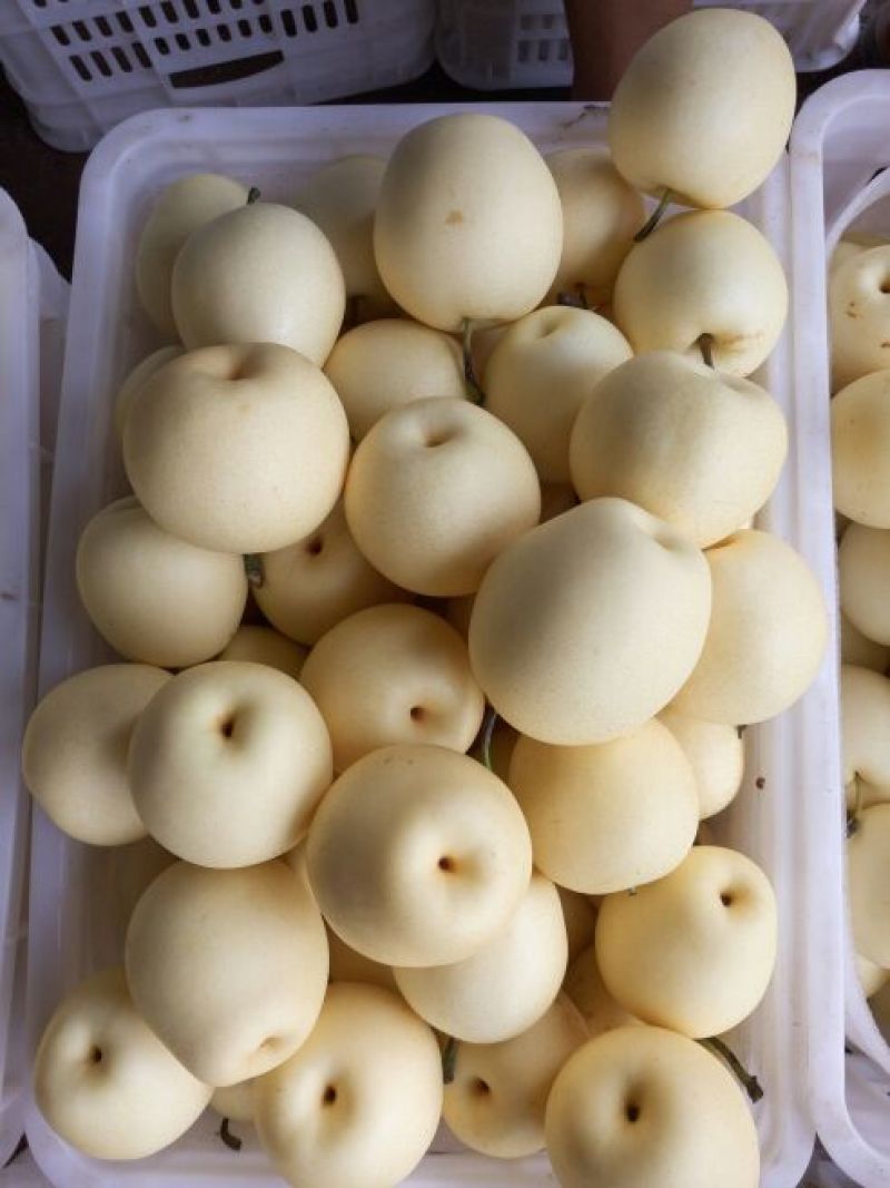 皇冠梨250~300g纸箱