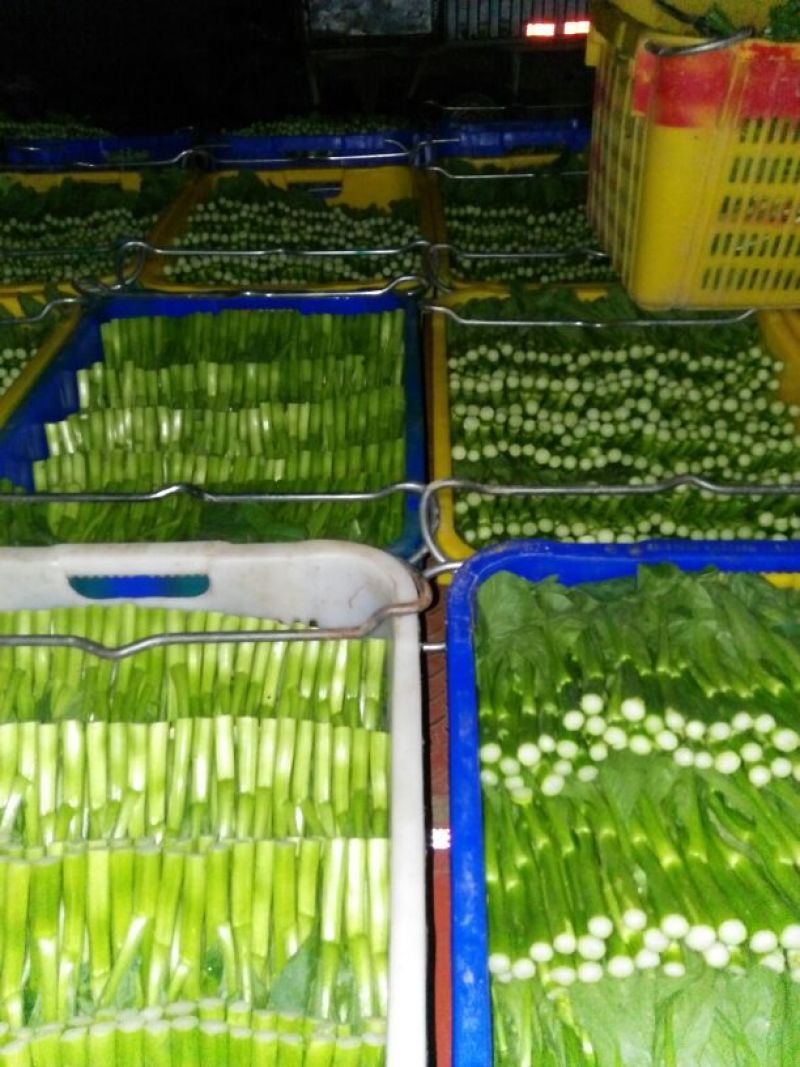 菜苔