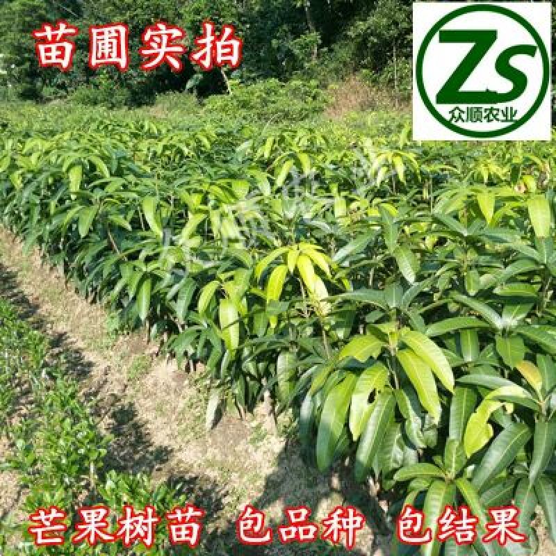 芒果苗1m以下带泥球带叶子发货