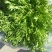 苦菊12~15cm