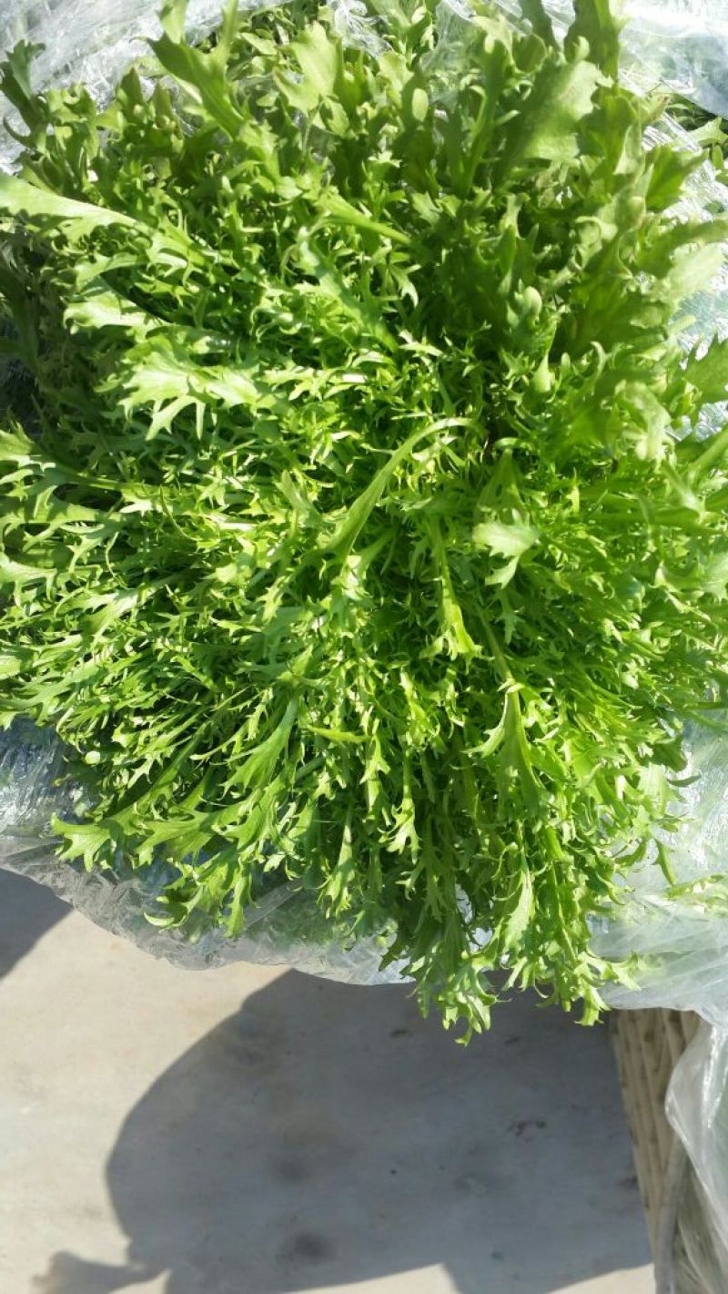 苦菊12~15cm