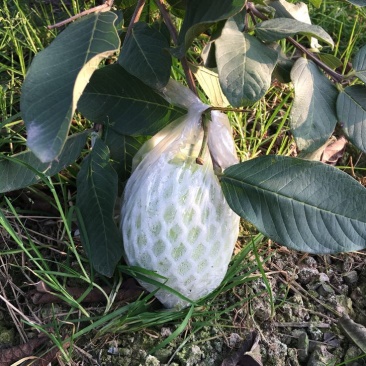 台湾番石榴白芭乐红芭乐