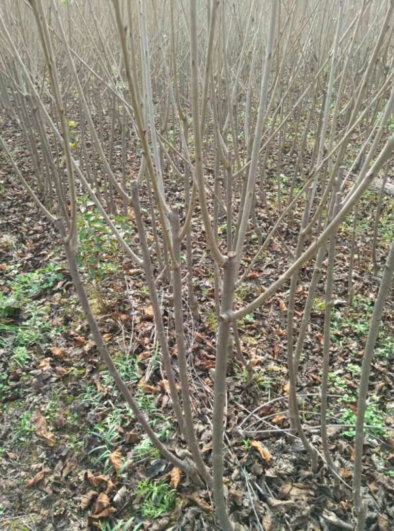 大樱桃树2年50~80cm