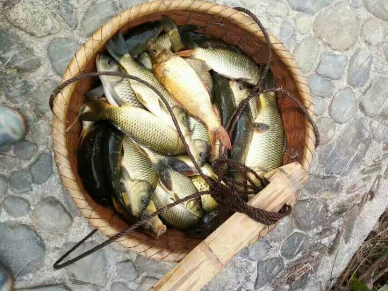 野鲤食用0.5~1公斤