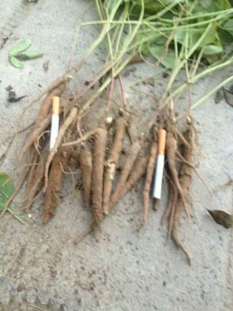 白芍种苗生茬地一公分以上的成活率高包技术！